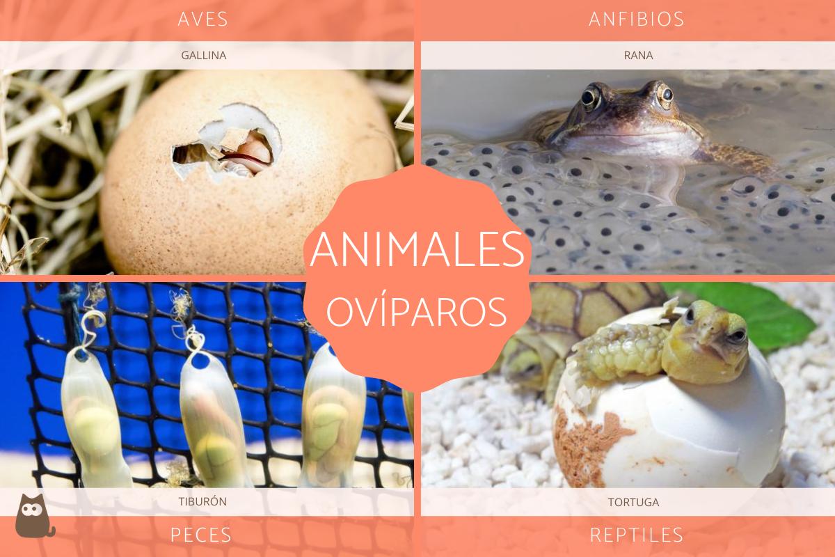 Lee más sobre el artículo Animales ovíparos: definición y ejemplos.