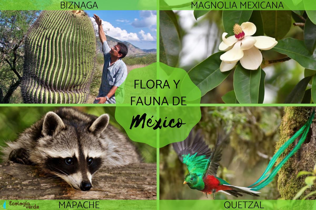 Lee más sobre el artículo Descubre la diversidad de flora y fauna del planeta: ejemplos y definición