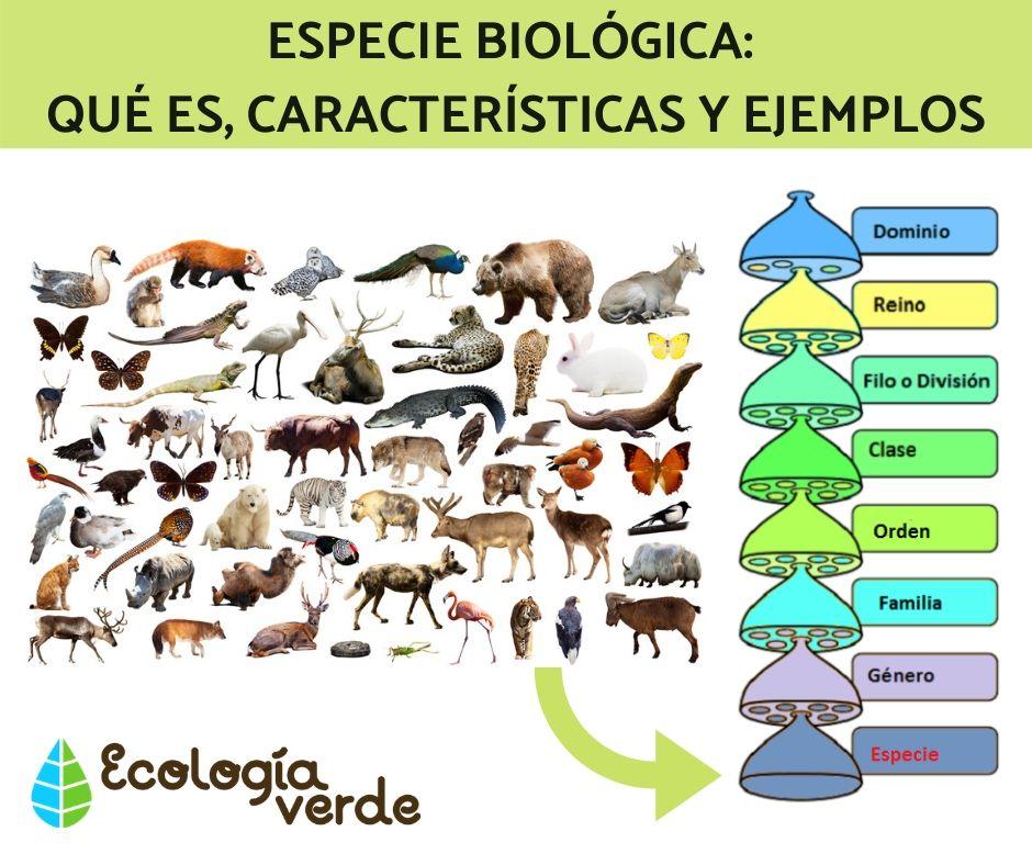 Lee más sobre el artículo Especies: Definición y Ejemplos