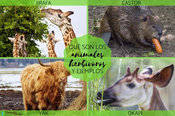 En este momento estás viendo Herbívoros: ¿qué comen los animales vegetarianos?