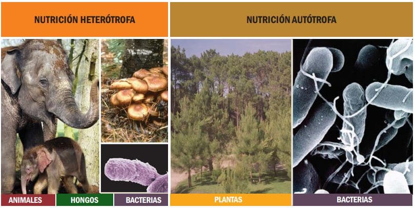 Lee más sobre el artículo Heterótrofos: definición y ejemplos de seres vivos que dependen de otros para su alimentación