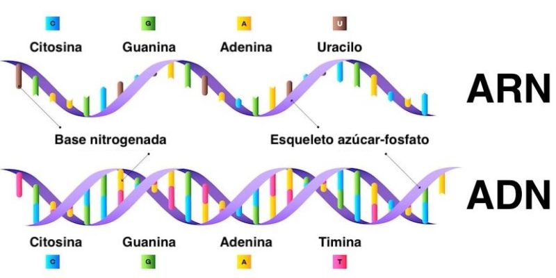 Lee más sobre el artículo Introducción a los ácidos nucleicos: ejemplos y definición