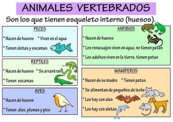 En este momento estás viendo Introducción a los animales vertebrados: ejemplos y características