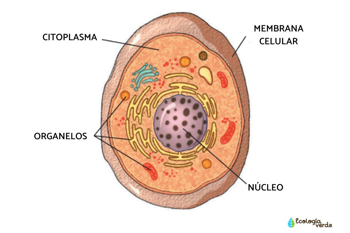 Lee más sobre el artículo Organelos celulares: funciones y ejemplos
