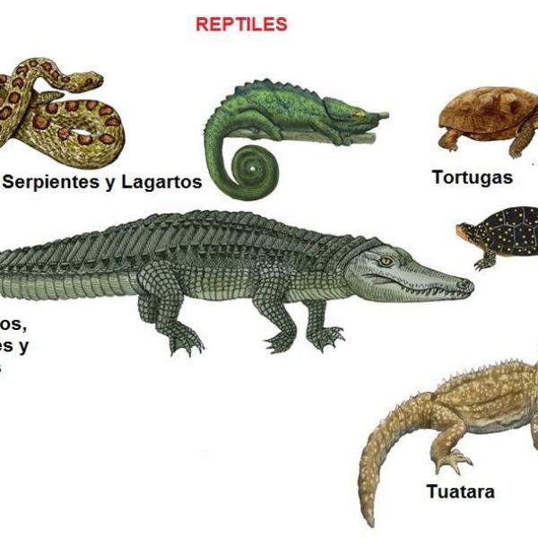 Lee más sobre el artículo Reptiles: Definición y ejemplos de especies