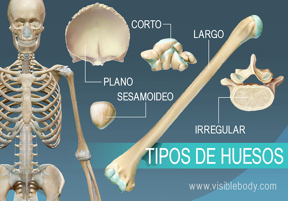 Lee más sobre el artículo Tipos de huesos: Largos, cortos, planos e irregulares